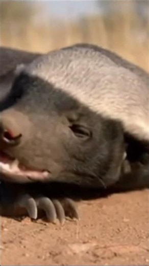 HONEY BADGER PART 2