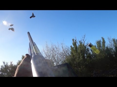 CHASSE PIGEONS AU MIRADOR 4/01/2026 😎😎