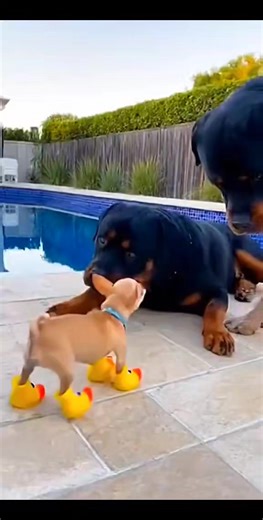 Tiny Puppy Acts Tough… Big Dog Drops the Truth!”#FunnyDogs #PuppyFails #DogComedy #BigDogVsSmallDog #CutePuppies #PoolPrank #BackyardDogs #PuppyLaughs | funnybird
