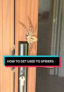 How to get used to spiders around you home🕷️ #spider #spidermanbrandnewday #australia #wildlife #education