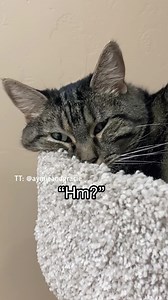 344K views · 5.7K reactions | Waking up Penny compilation. I think she dreams of food a lot…#penny | Aymie Herman And Family | Facebook