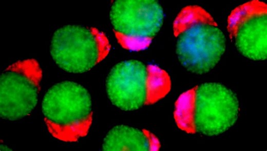 Lab-Grown 3D Embryo Models Make Their Own Blood In Regenerative Medicine Breakthrough