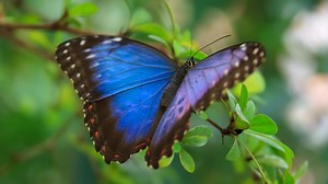 A Little Butterfly, a Poem