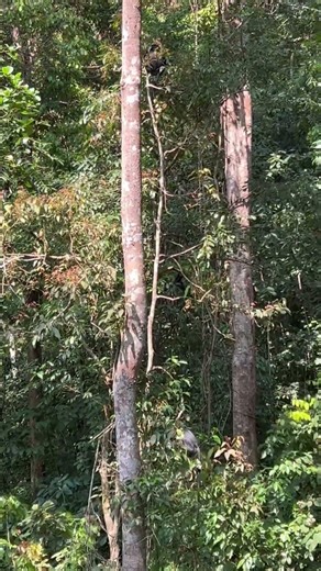 Langur #jungle #animals #langur #wildlife #nature #trending #viral