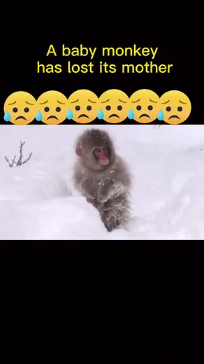 An orphan#foryou #monkey #sadstory #lovestory