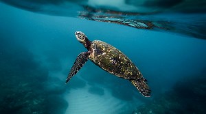 6 Sea turtle conservation programs worth travelling for | BURO.