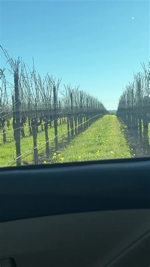 Oak Grove Ave, Sebastopol, CA #sonomacounty #farmstand #cottagebakery