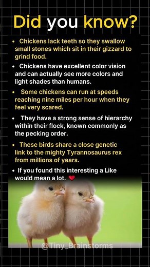 Why Chickens Eat Small Rocks?