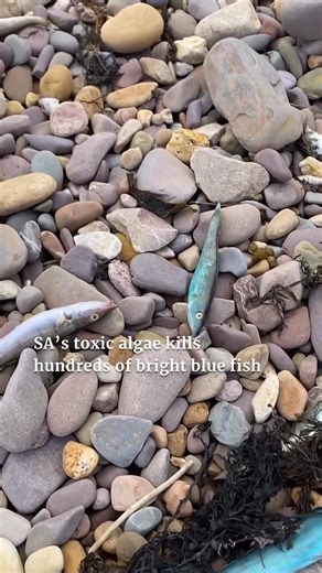 Hundreds of brilliantly blue fish have washed up dead on an Adelaide beach, as a pregnant shark becomes the latest victim of a devastating algae bloom. 📌 READ MORE: https://bit.ly/3JAD5Lk 🎥 Andy Burnell | The Advertiser