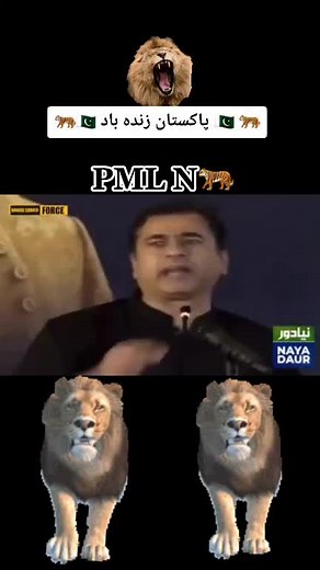 Realistic Animated Lion and Tiger Showcase