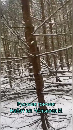 Русская гончая Набат вл. Чёлышев И.