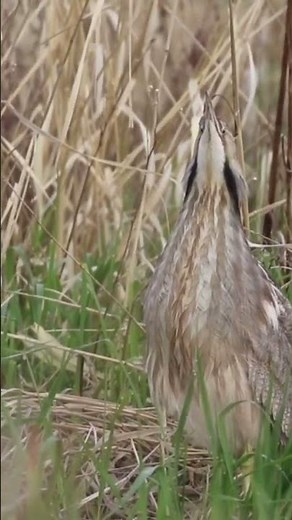 STRANGE mating call of the American Bittern #wildlife #americanbittern