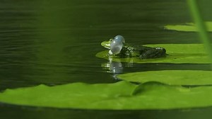 Frogs Croaking Quiet Pond On Warm Stock Footage Video (100% Royalty-free) 3684323947 | Shutterstock