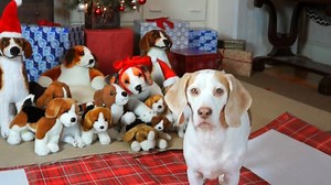 Dog gets Puppy for Christmas and his reaction is too cute for words! | Maymo the Dog