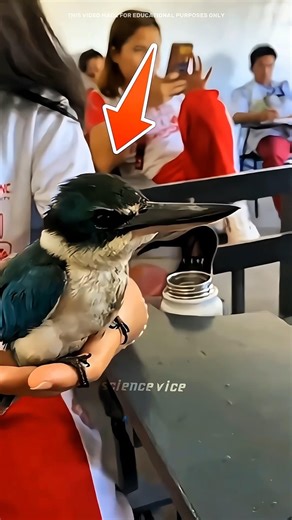 This Bird Solved Japan’s Bullet Train Problem 😳🚄