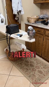 If there is a button around, I'm gonna push it! #keyfobs #AlertPost #fblifestyle | Einstein the Talking Texan Parrot