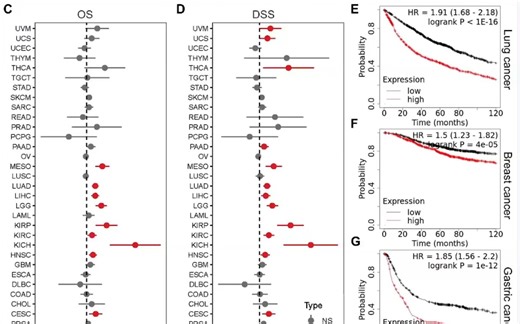 TCGA泛癌分析之单基因cox分析及森林图绘制 & 生存曲线批量绘制