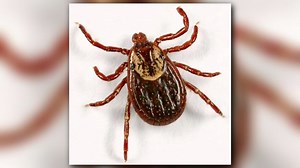 Why Are There So Many Ticks These Days?