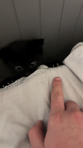 Adorable Baby Kittens Playing Together