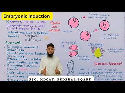 Embryonic induction