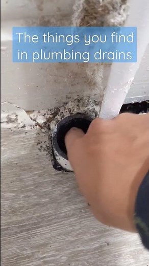 Laundry drain is backing up, the things you find in drains.