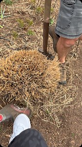 93K views · 2.3K reactions | Dividing and digging perennial grasses...