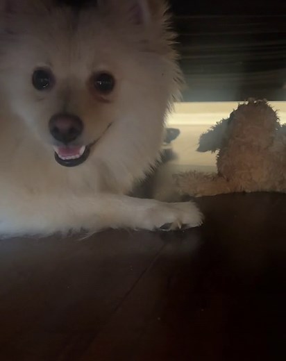 Pomeranian Playing With Toy in Cozy Indoor Setting