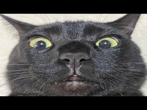 FUNNY CAT MEMES COMPILATION OF 2023 V24