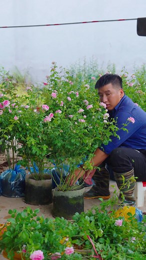 12K views · 145 reactions | _Hoa hồng leo mon couer : chịu nắng tốt...