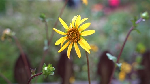 Florida-friendly landscaping tips that benefit environment