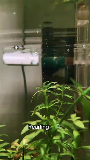 16K views · 189 reactions | Pearling... #aquascape #plantedtank #viralreelsシ #fishtank #aquatic #aquarium #aquariumhobby #layoutdesign #viralpost #viral #aquariumhobby #plantedtank #viral #aquascape #aquarium #layoutdesign #aquatic #fyp #short | AquaPedia | Facebook