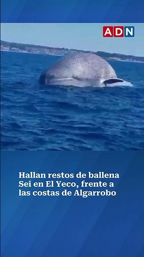 Hallan restos de ballena Sei en El Yeco, frente a las costas de Algarrobo