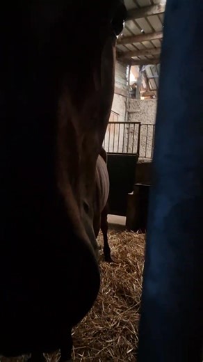 5K views · 158 reactions | Horses getting a quick rest stop in Calais...