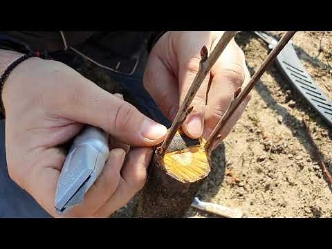 Altoire Cireș in Despicatură (în prun)