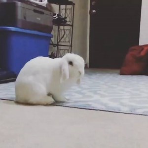 337K views · 10K reactions | So cute <3 Must watch By: @veryfatrabbit | MetDaan Creative | Facebook