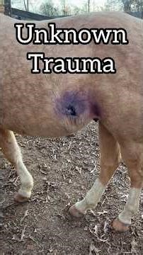 Vet Drains Horse Wound