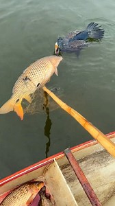 25K views · 107 reactions |  AVE PESCADORA VS PESCADOR: ROBO DE...