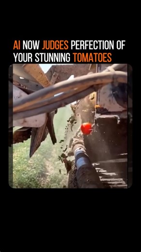 Artificial Intelligence | Automation | Robotics on Instagram: "Would you really trust AI to decide which fruits and vegetables land on your plate on a daily basis? Researchers built an AI powered system that can grade tomatoes by size, ripeness, shape, and color with zero human error. The cameras scan each fruit, then algorithms sort them into quality categories faster, and more consistently than people ever could. It’s not just about saving the labor, it could reshape food supply chains, ensuri