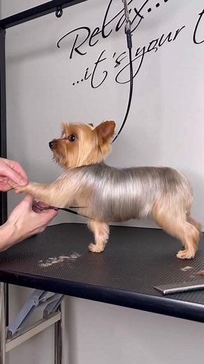 Effective Yorkie Grooming Tips for Yorkie Moms & Lovers