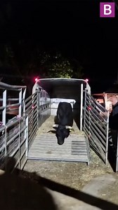 9.6K views · 133 reactions | The young Dexter bull, believed to be aged around two, has now been rescued by an animal sanctuary located more than 150 miles away in Norfolk. #news #westmidlands #birmingham | Birmingham Live | Facebook