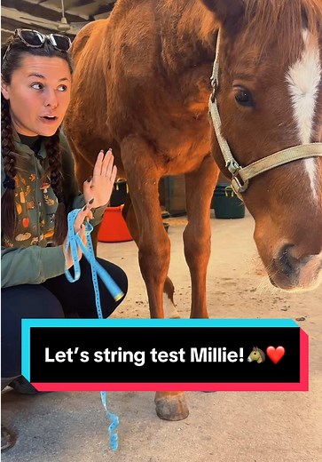 String Testing Millie: A Fun AQHA Weanling Experience