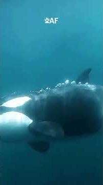 Amazing Orca Killer Whale Facts in 1 Minutes