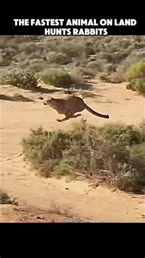 Fastest Land Animal vs Fastest Animal 😱🦅🐆 #trending #animals #wildlife #youtubeshorts #cheetah