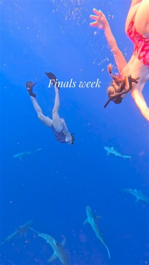 ~cia cloud~ on Instagram: "Episode 1: Would you do this? • • #sharkdiving #jesus #sharks #trending #finalsweek"