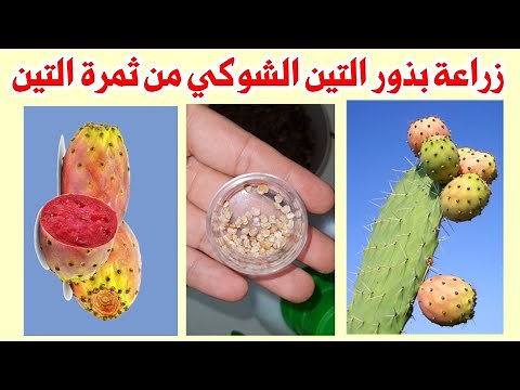 زراعة بذور التين الشوكي أو الصبار البرشومي، أسهل طريقة