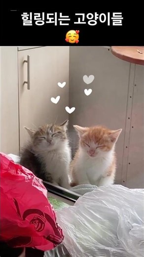 20 Seconds of Pure Cat Calm 😻✨