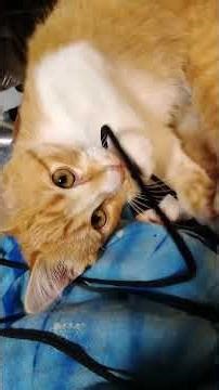 01-26 String: the universal cat language