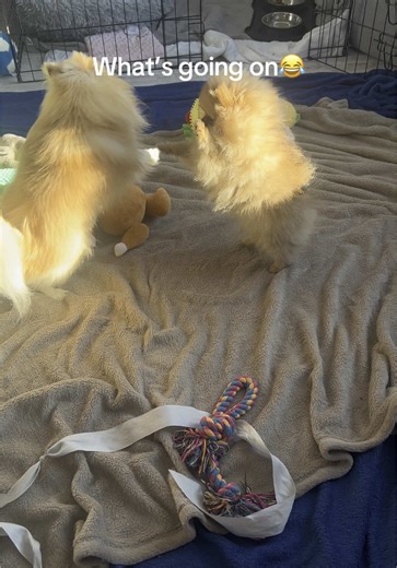 Why Do Dogs Sound Like Cats?