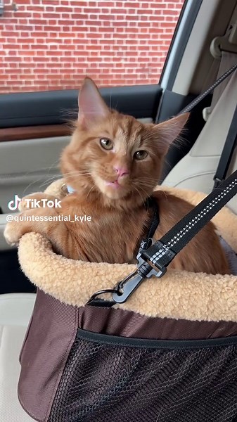 Road Trip Adventures with Kyle and Max