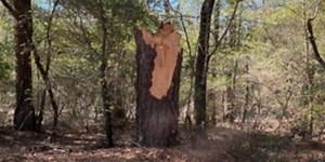 Tornadoes confirmed in CSRA, elsewhere during severe storm